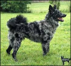 The cutest cheap puppies for sale. Pin On Merle Mudi