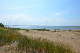 Using genetic and osteological methods, the remains of organisms included in the grey seals diet were analysed for their taxonomy (families and species). Rezerwat Przyrody Mewia Lacha W Swibnie Wyspa Sobieszewska Wyspa Pl