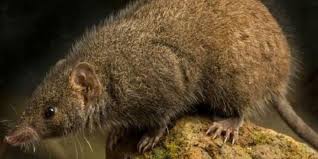Image result for 1. Tikus Antechinus