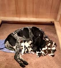 The german shorthaired pointer is intelligent, eager to learn, loyal and brave. German Shorthair Pointers For Sale Pretoria Groenkloof German Shorthaired Pointer Puppies Dog Breeders Gallery 85788