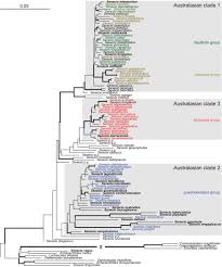 Image result for Senecio auriculatissimus