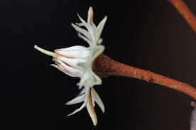 Image result for Mimusops obtusifolia