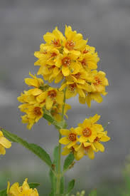 Image result for Lysimachia