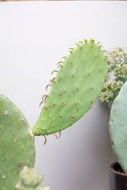 The buck rests with you as the owner to provide just the very. Prickly Pear Cactus Care How To Grow Prickly Pear Cactus Cactus Care Cactus House Plants Prickly Pear