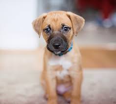 Check out this helpful puppy information. Happy Tails Nash The Mixed Breed Daily Dog Tag