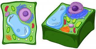 Maybe you would like to learn more about one of these? Premium Vector Close Up Diagram Of Plant Cell