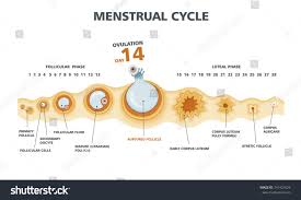 ovulation chart female menstrual cycle stock vector royalty