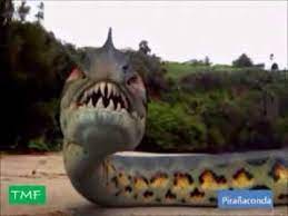 Piranaconda Megalodon Shark Youtube Shark