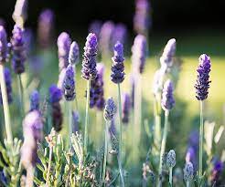 We seem to be falling quite hard for you and your gorgeous weddings these days. Lavender Plant Guide How To Grow And Care For Australian House And Garden