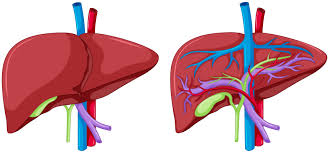 The pain felt due to liver disease does not usually originate in the liver itself because it has no actual nerve endings. Two Diagram Of Liver Anatomy Download Free Vectors Clipart Graphics Vector Art