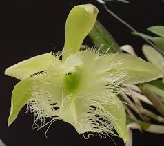 Image result for Dignathia gracilis