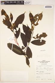 Image result for Glyphaea