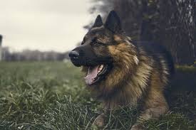 Maybe you would like to learn more about one of these? Alsatian 1080p 2k 4k 5k Hd Wallpapers Free Download Wallpaper Flare