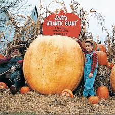 Image result for giant pumpkin