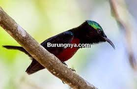 Check spelling or type a new query. Daftar Pakan Burung Konin Harian Dan Pakan Ef Yang Bagus Burungnya Com