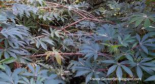 Image result for Manihot esculenta