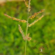 Image result for Urochloa reptans