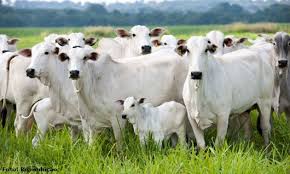 Criadores De Bovinos Do Mt Aumentaram A Produtividade Em 68 8 Bovino Fotos De Gado Gado Nelore
