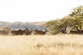 Image result for Geigeria burkei