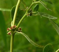 Image result for Zaleya