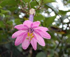 We did not find results for: Banana Passion Flower Passiflora Mollissima Garden Org