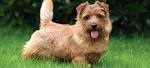 Norfolk Terrier Dog Breed Information, Pictures ...