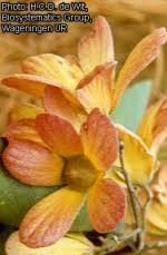 Image result for Monotes glaber