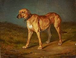 Image result for rhodéský ridgeback