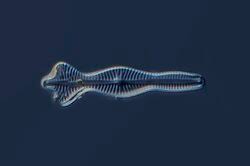 Image result for Strephonema