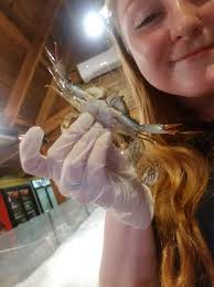 Mussel with a baby crab inside