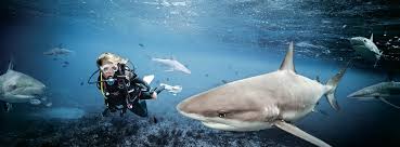 Is Diving With Sharks Safe? - Shark Angels