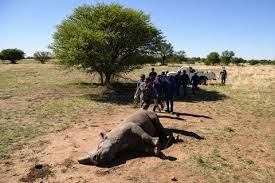 Nice article with lots of usefull info. Extinct Animals 2020 List Of Extinct Species