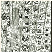 Mitosis in onion root tip experiment mitosis in onion root tip experiment von thomastktungnung vor 1 jahr 5 minuten, 24 sekunden 153.028 aufrufe real photographs of all the , mitotic , stages taken by me. Pivot Interactives Mitosis In Onion Root Tips Answer Key Online Onion Root Tip Assignment Go To The Following Internet Address Welcome To The Blog