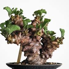 Image result for Coleochloa