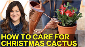 Continue the light and temperature control for at christmas cactus problems. How To Care For Christmas Cactus Year Round Eod