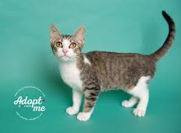 This is a public cat adoption board for members of the public. Houston Tx Area Kitten Sandy Is In A The Forgotten Pet Advocates Facebook