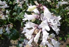Spring flowers brighten up garden beds and borders. See 25 Native Ohio Perennials For Your Garden Vibrant Color And Deer Resistant Cleveland Com
