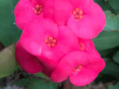 Notably absent from the entwined reeds are any thorns, all of. Crown Of Thorns