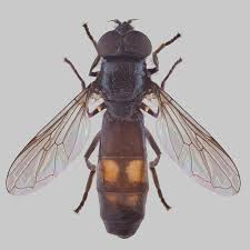 Image result for Exochaenium platypterum