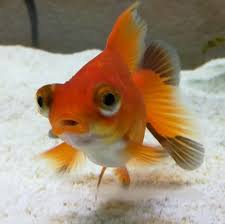 Telescope Goldfish Goldfish Fish Pet Pets