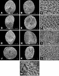 Image result for Cuscuta hyalina