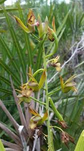 Image result for Eulophia alta