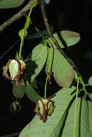 Image result for Monodora grandidieri