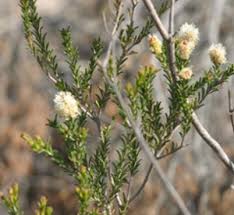 Image result for Melaleuca sp. A (Biegel 5741)