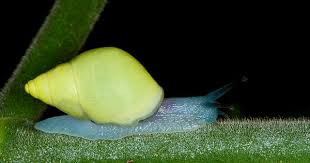 Haitian Land Snail Drymaeus Sallei By Hispanioland Conservation International Burrowing Frog Animals