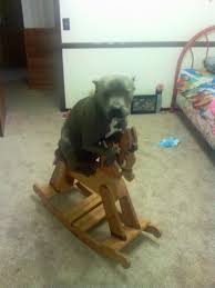 Not That Way Dog Funny Dogs Doing Things Weird Planet Of Goodness Dog Pictures Cute Dogs Funny Dogs