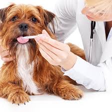 Our team of veterinarians, together with our well trained and caring staff. All Pets Clinic Lakewood Ranch Veterinarian In Sarasota Fl