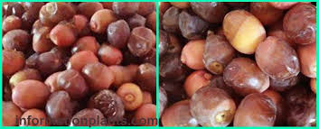 تمر مكاوي من التمور العراق قسم التمور مع الصور قسم التمور معلومان عامه معلوماتية tmr fruit food
