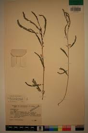 Image result for Sesbania pachycarpa