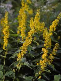 The University Of Texas At Austin Pollinator Garden Trees To Plant Tree Id